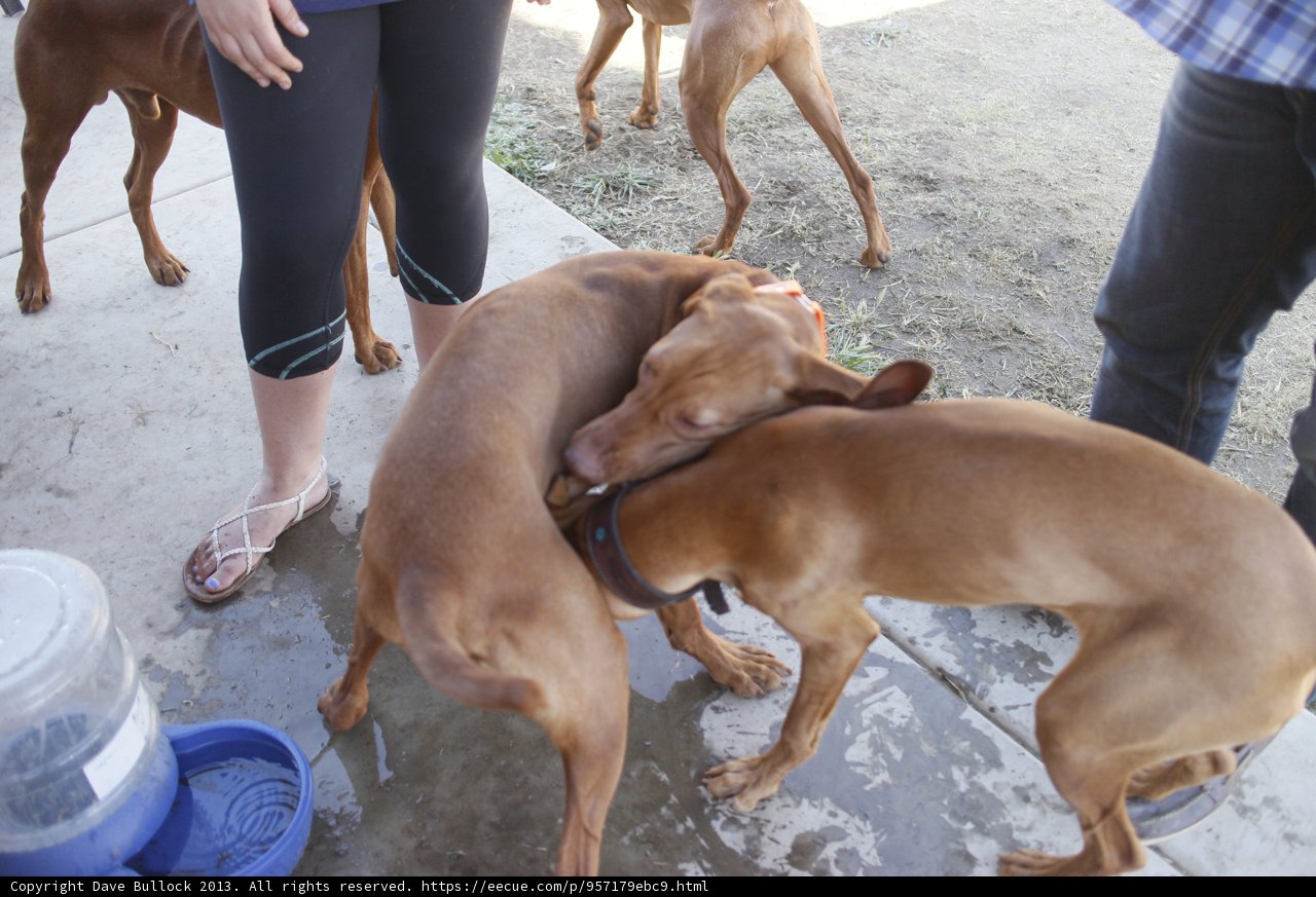 Canine Playtime