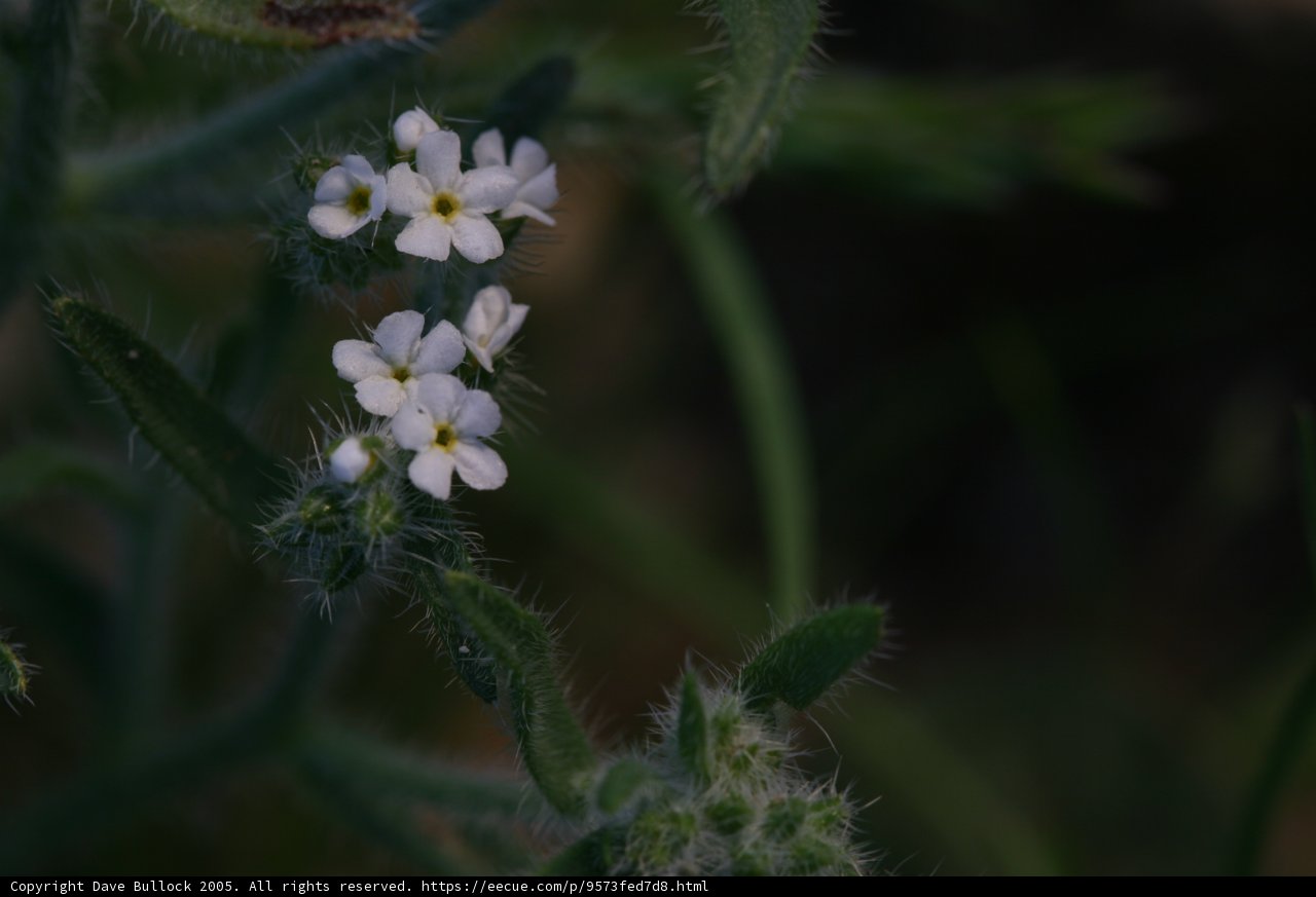 White Geranium Flower with Yellow Centers