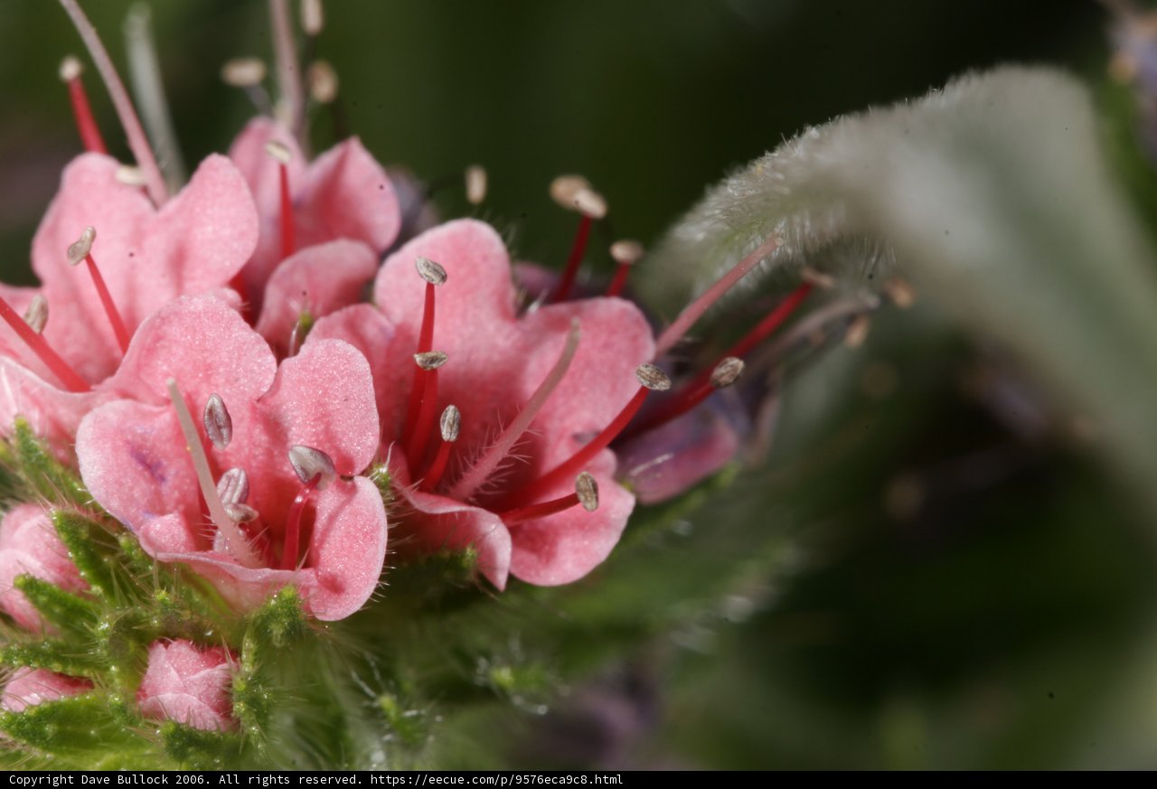 Majestic Pink Geranium Flower