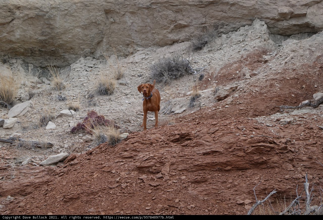 Majestic Canine atop Rocky Hillside
