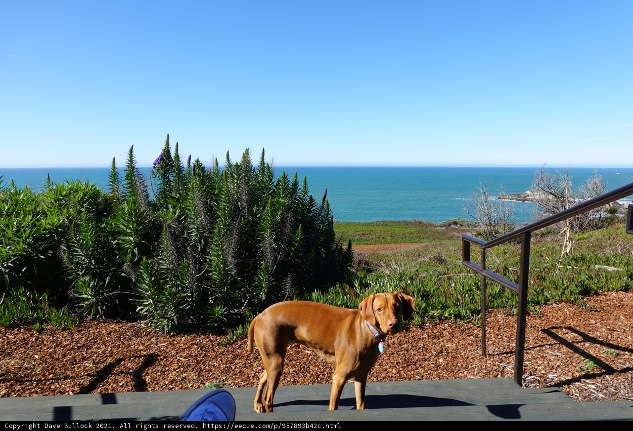 Canine Contemplation at the Coast