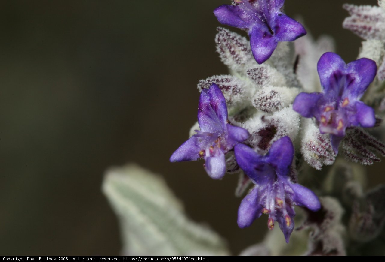 Purple Petals