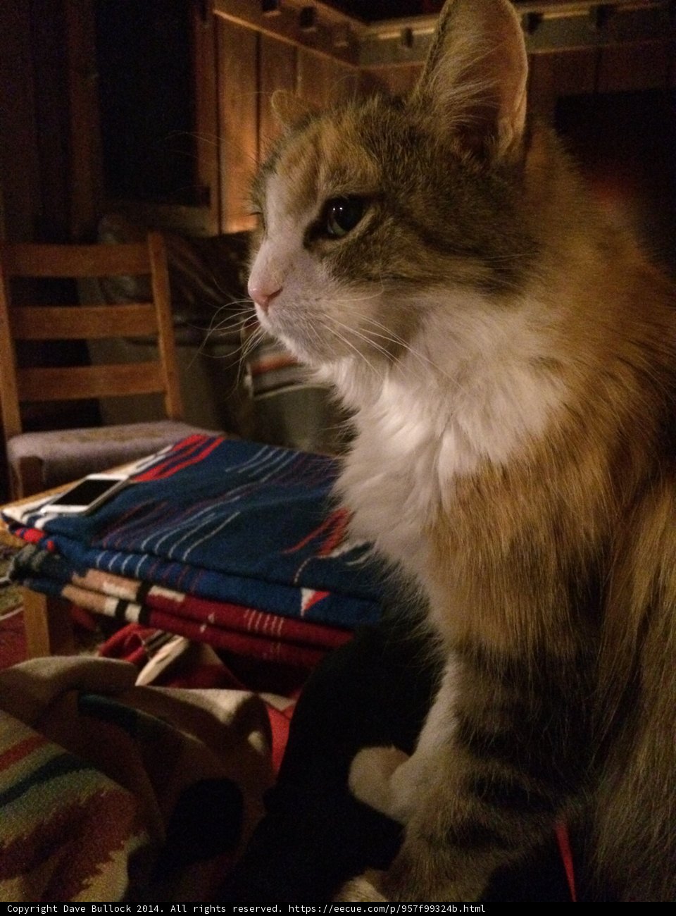 Feline Chill-Out Session