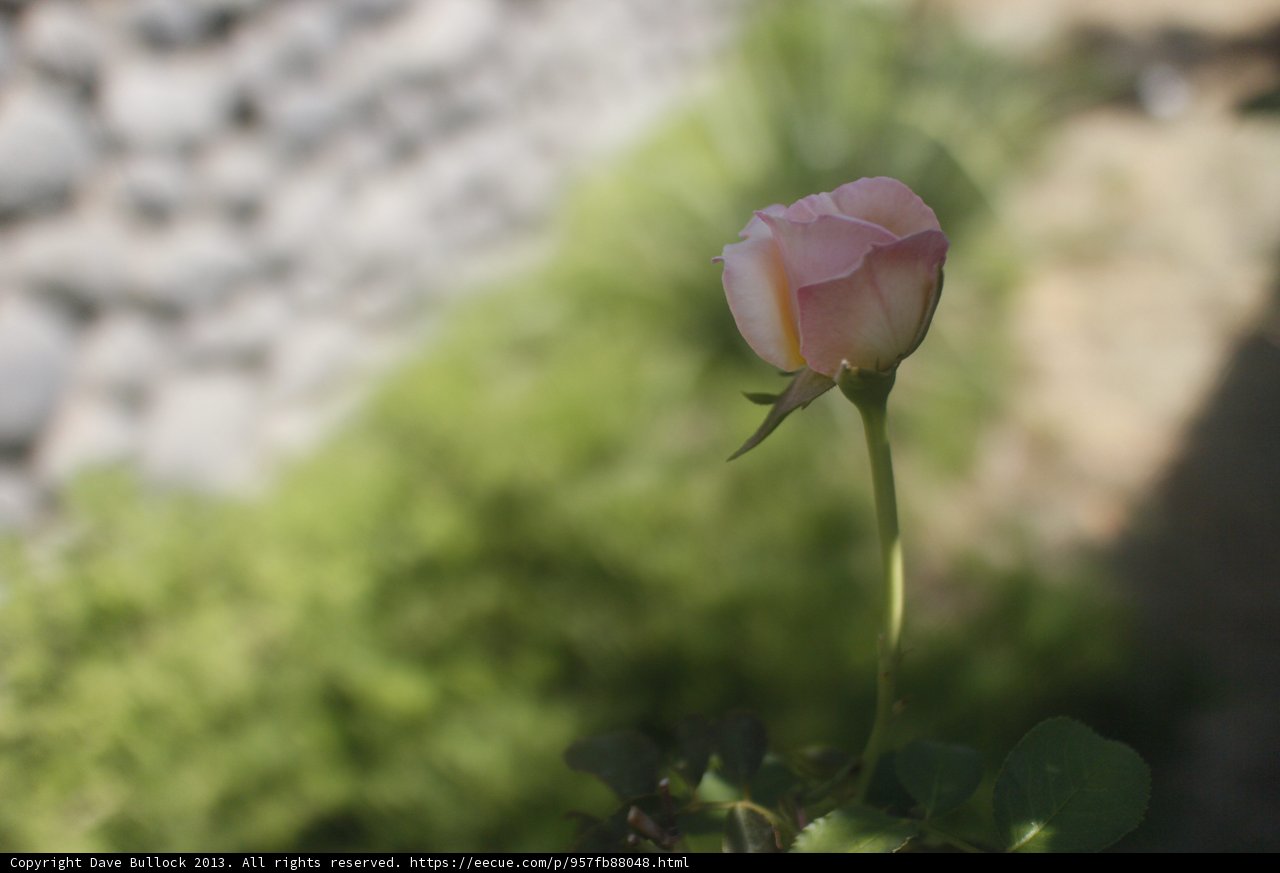Pink Rose Against Stone Wall