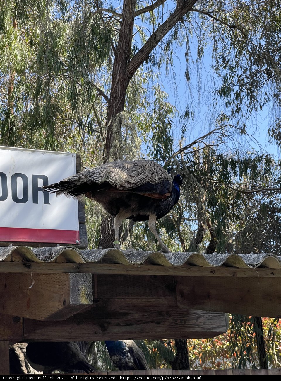 Majestic Peacock on the Zoo Rooftop