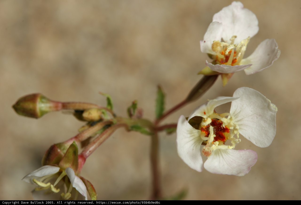 Blossoming Beauty