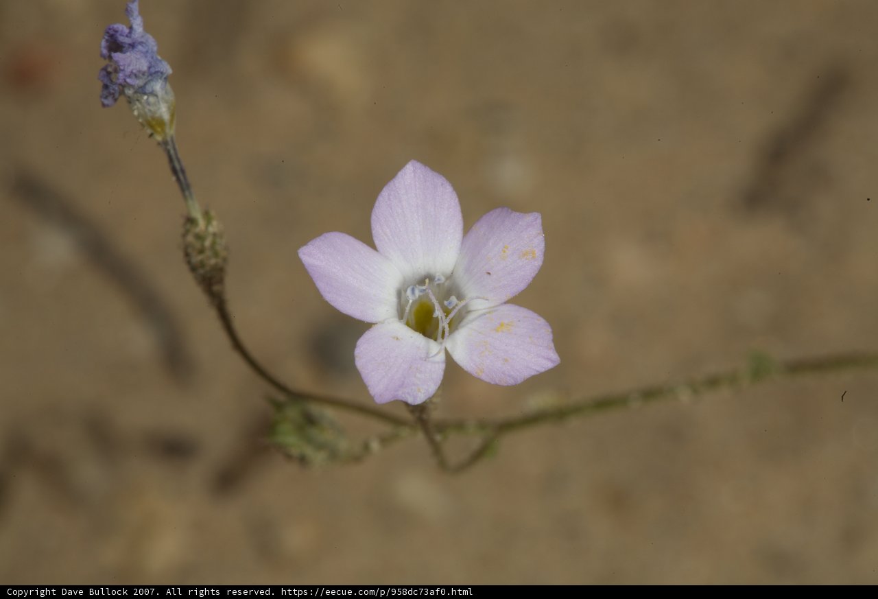 Pink Geranium Blossom