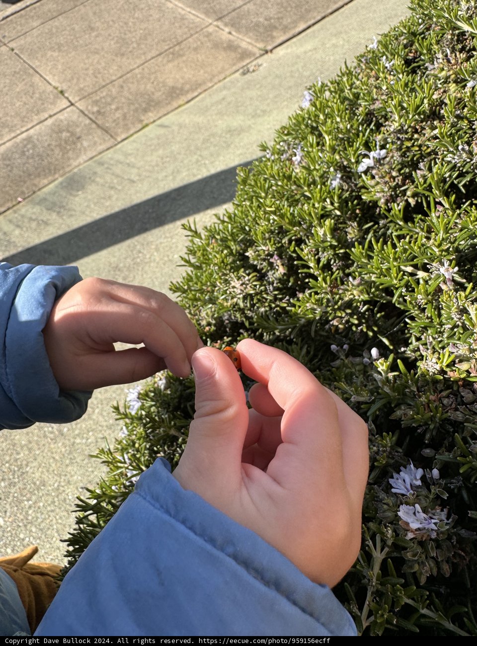 Tiny Garden Discoveries