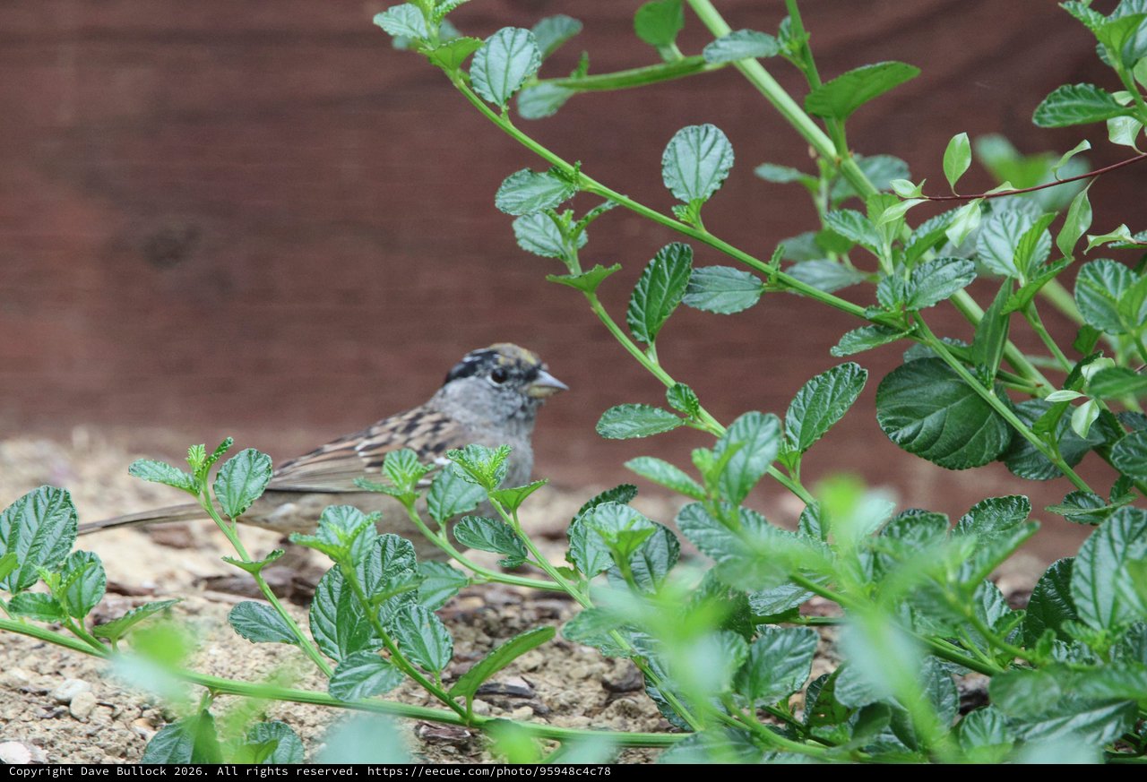 Golden-crowned Sparrow Foraging Among Green Foliage