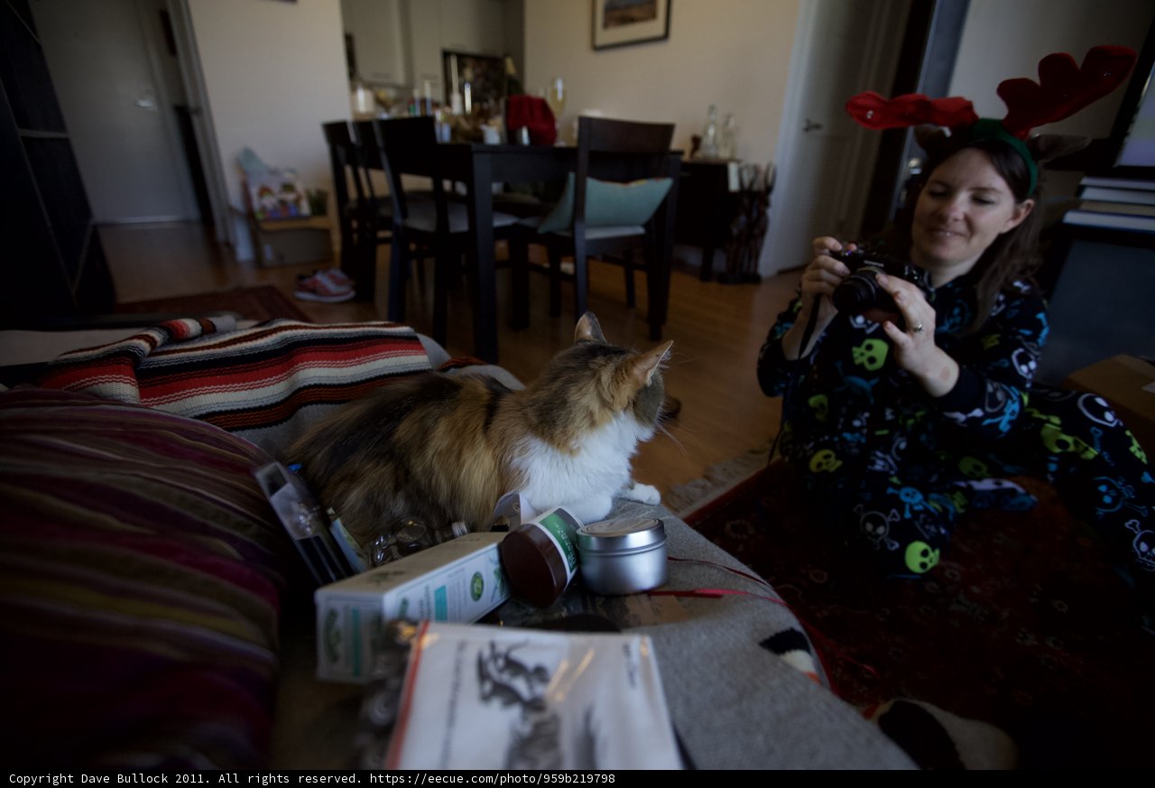 Christmas Day Chronicles: The Feline Muse