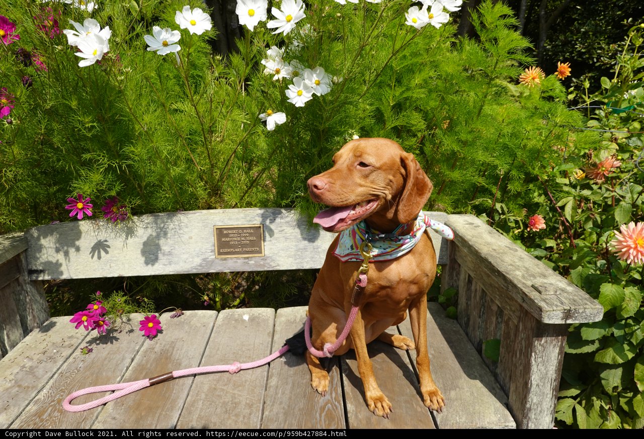 Canine Companionship in the Garden