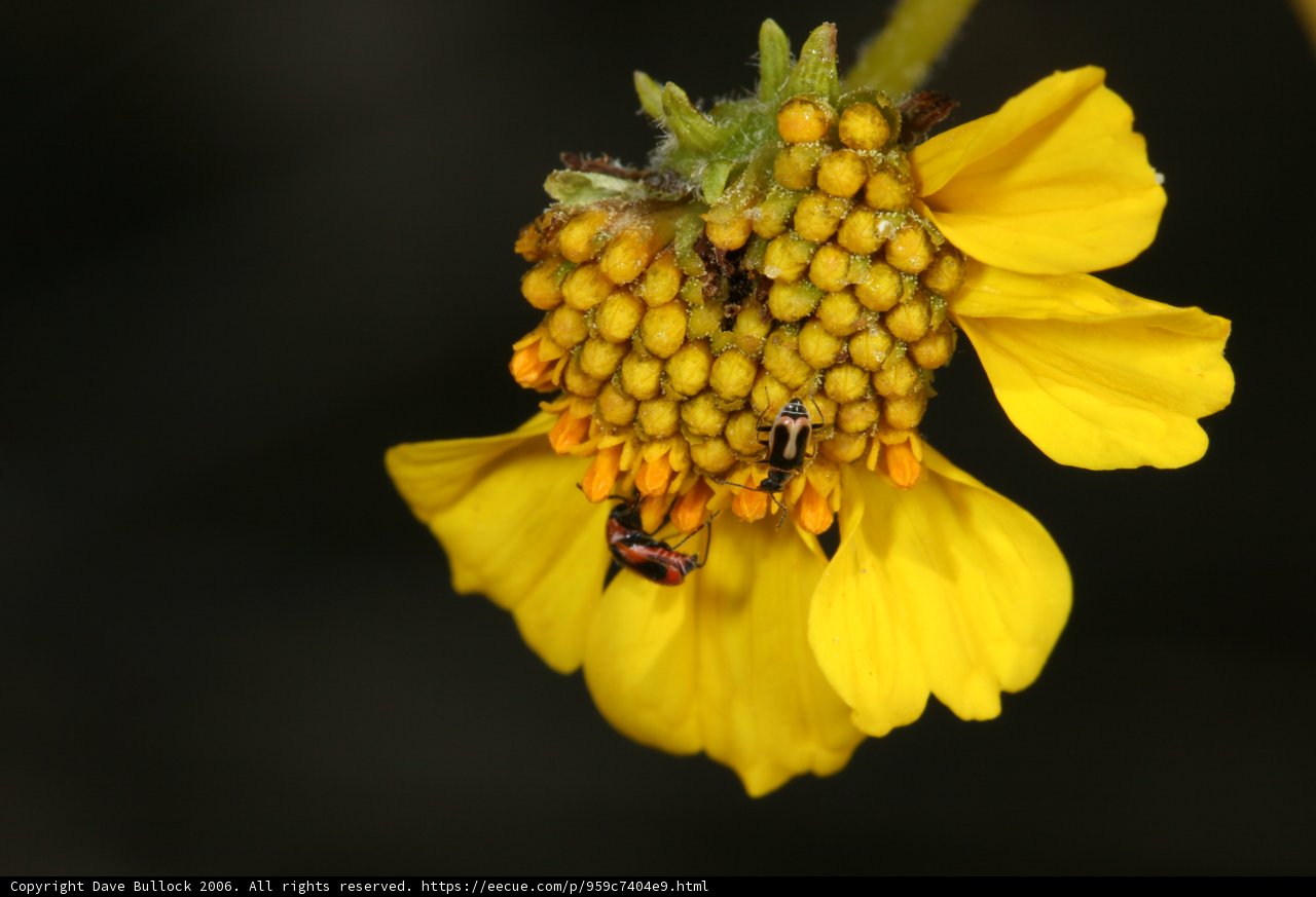 Busy bees and wasps on a sunny flower