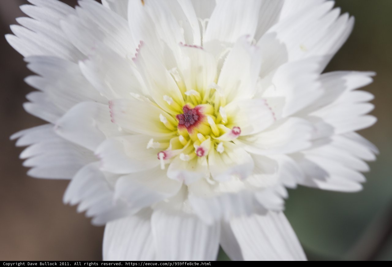 Pink-Centered White Flower