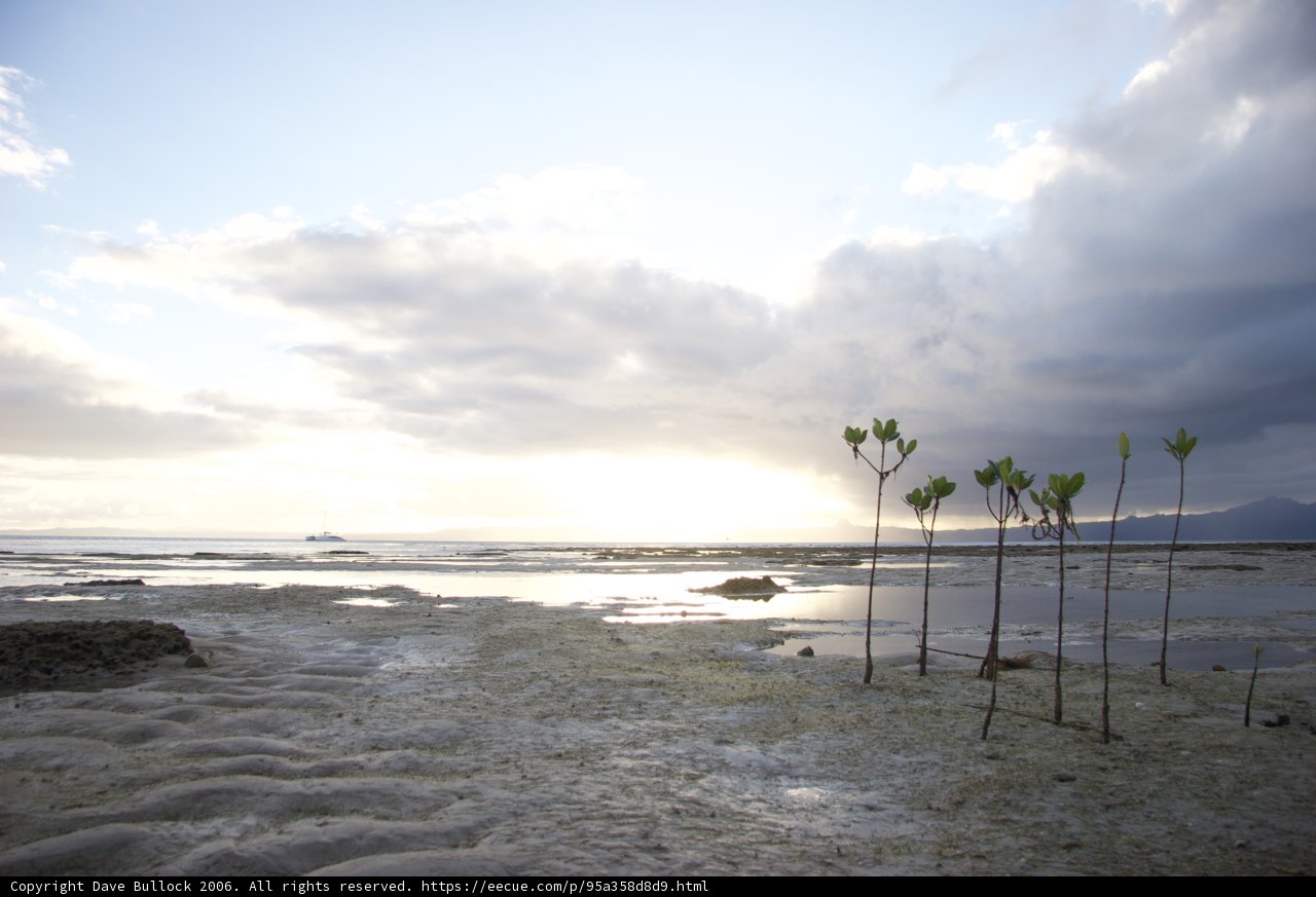 A Tropical Oasis in the Sand