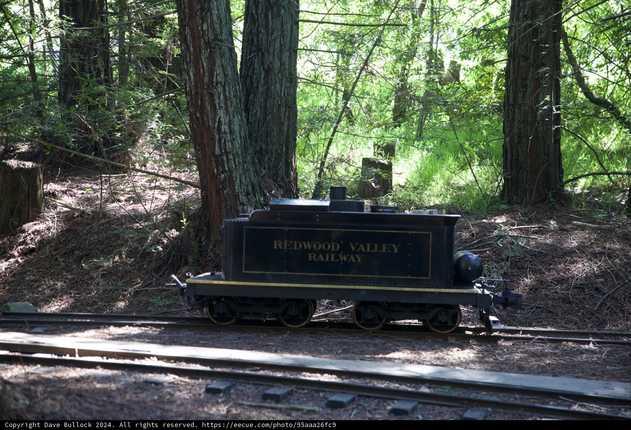 Journey Through the Redwoods
