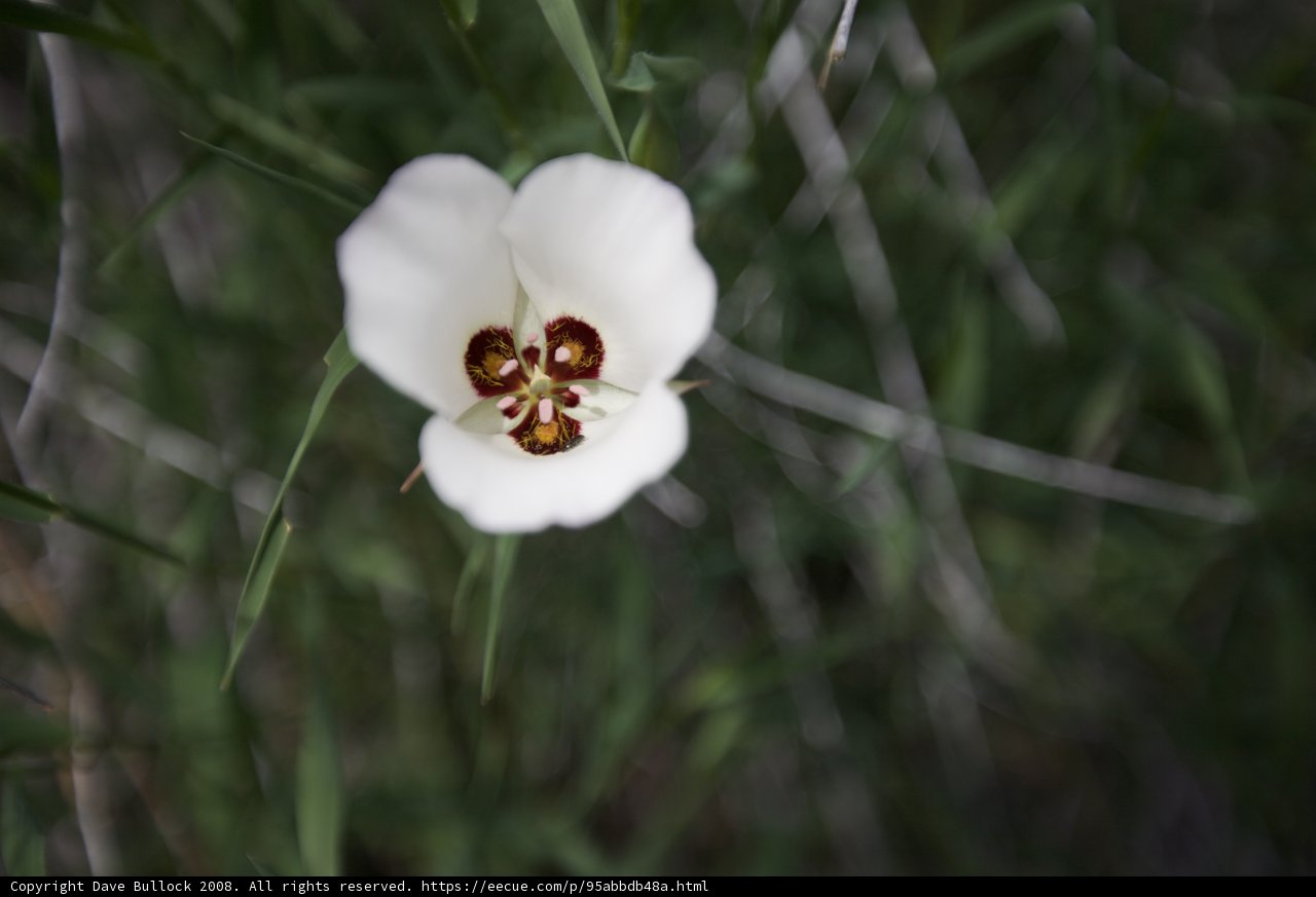 Solitary Beauty