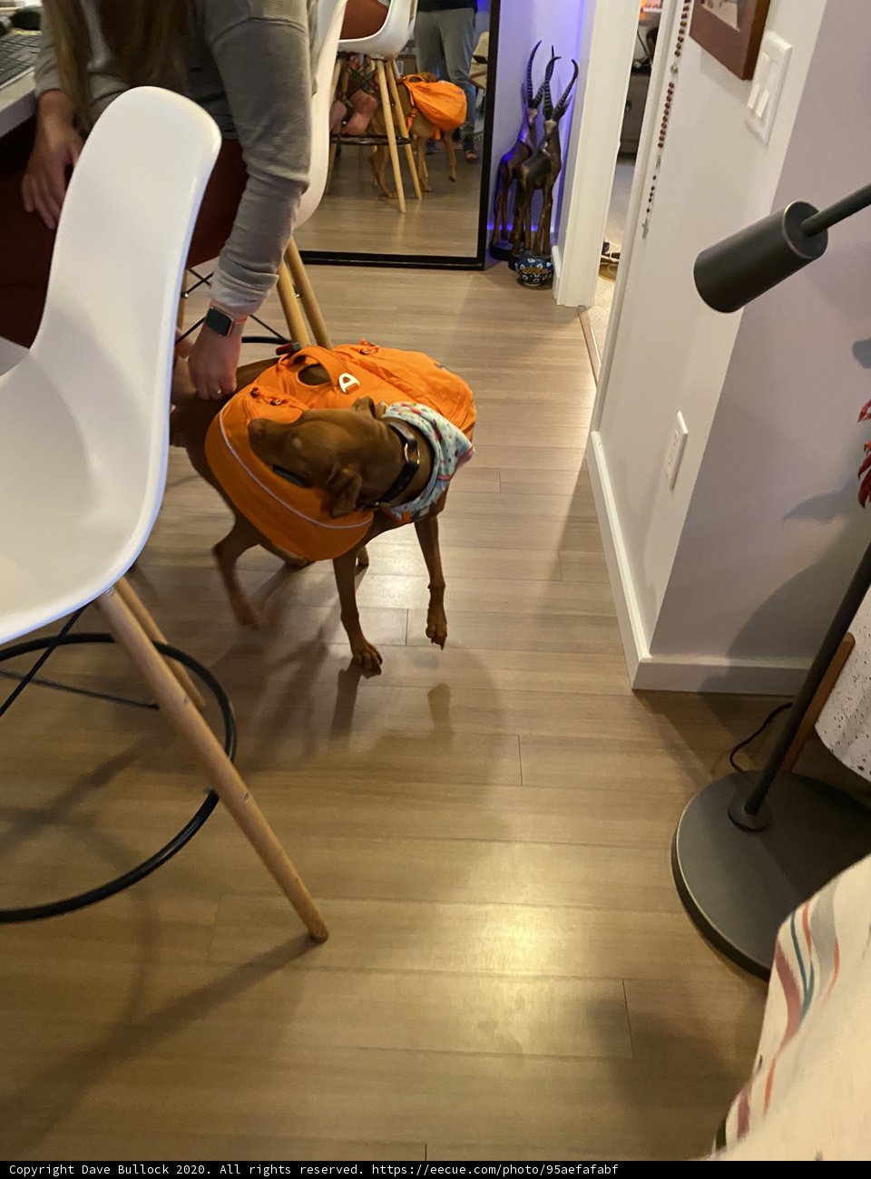 Canine on a Wooden Adventure
