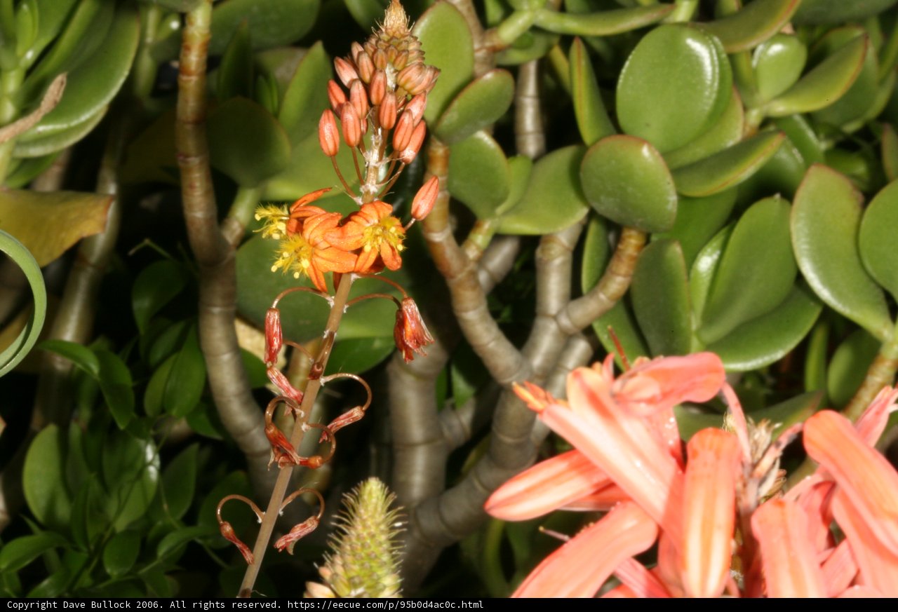 Acanthaceae Flower in Full Bloom
