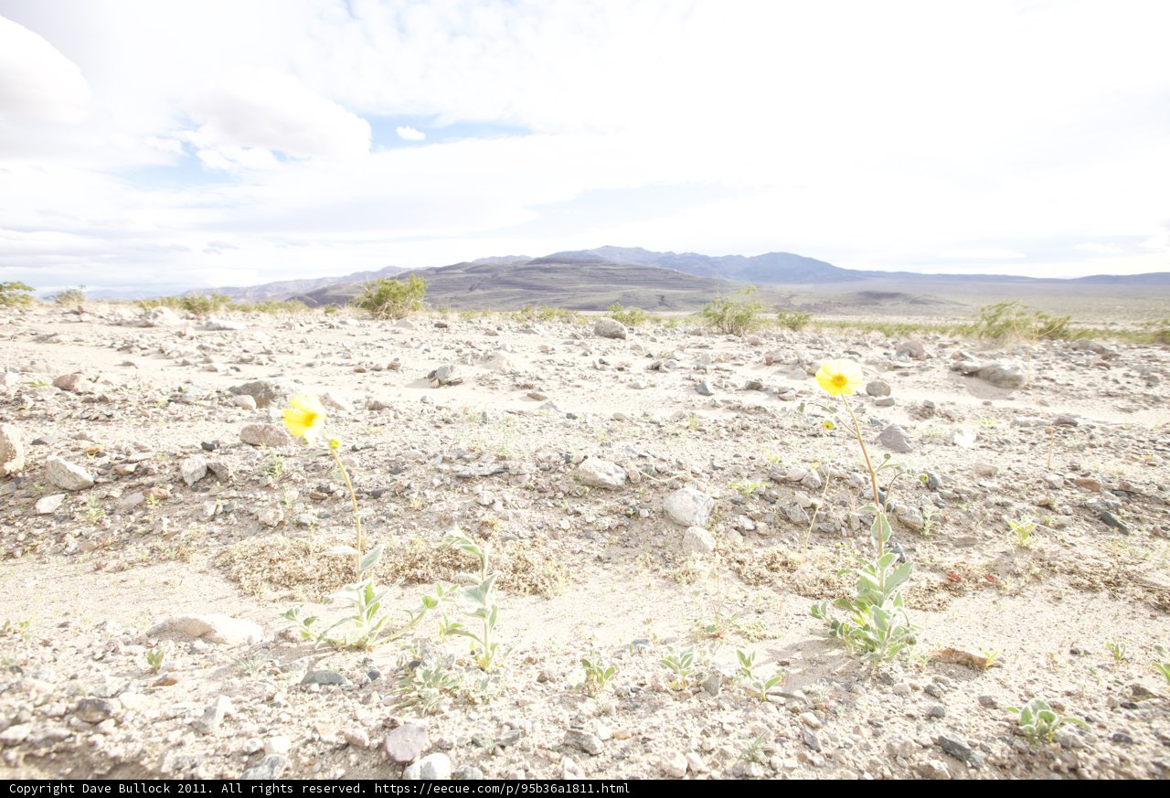 Oasis in the Desert