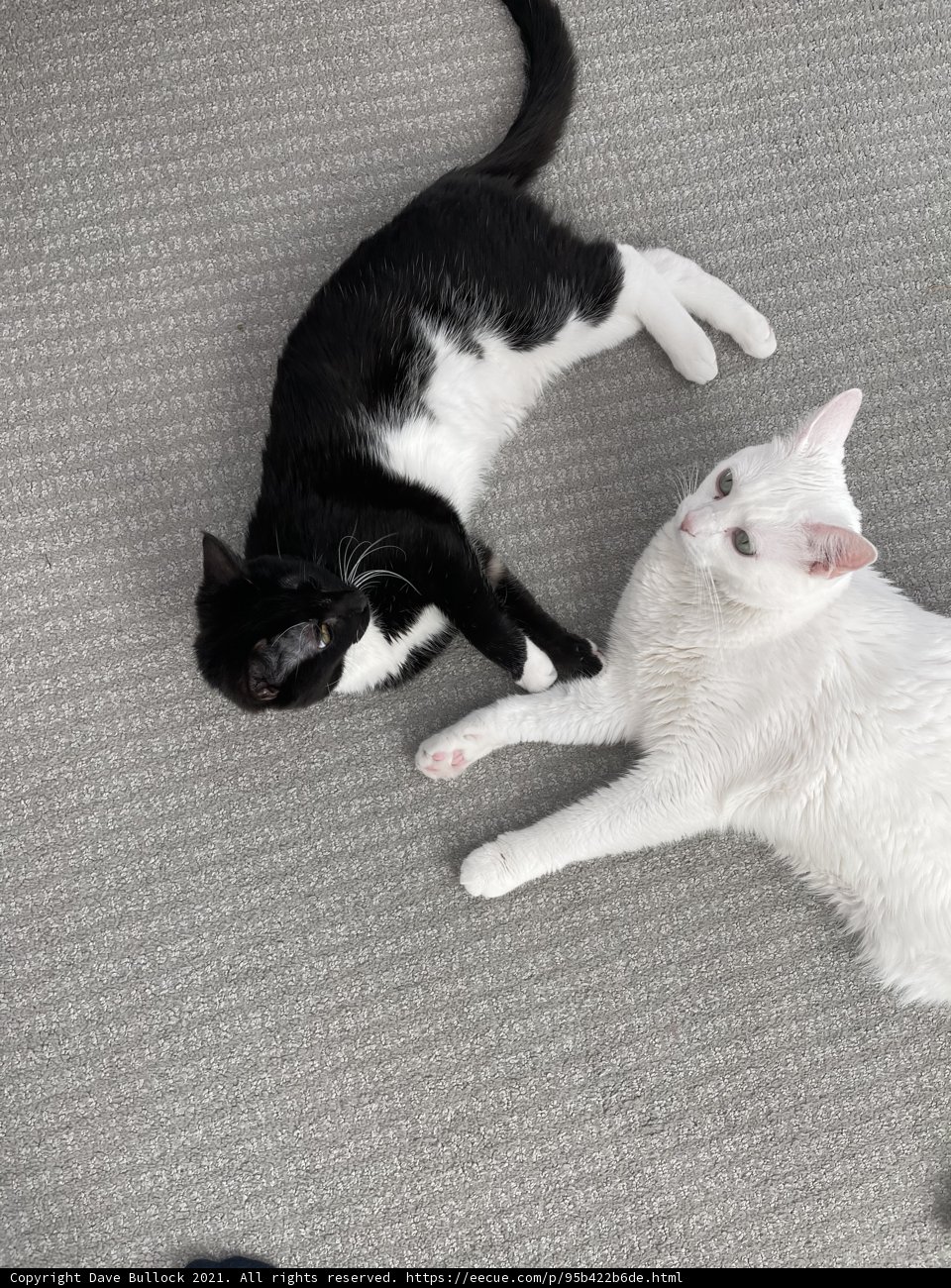 Feline Friends Take a Snooze on the Floor