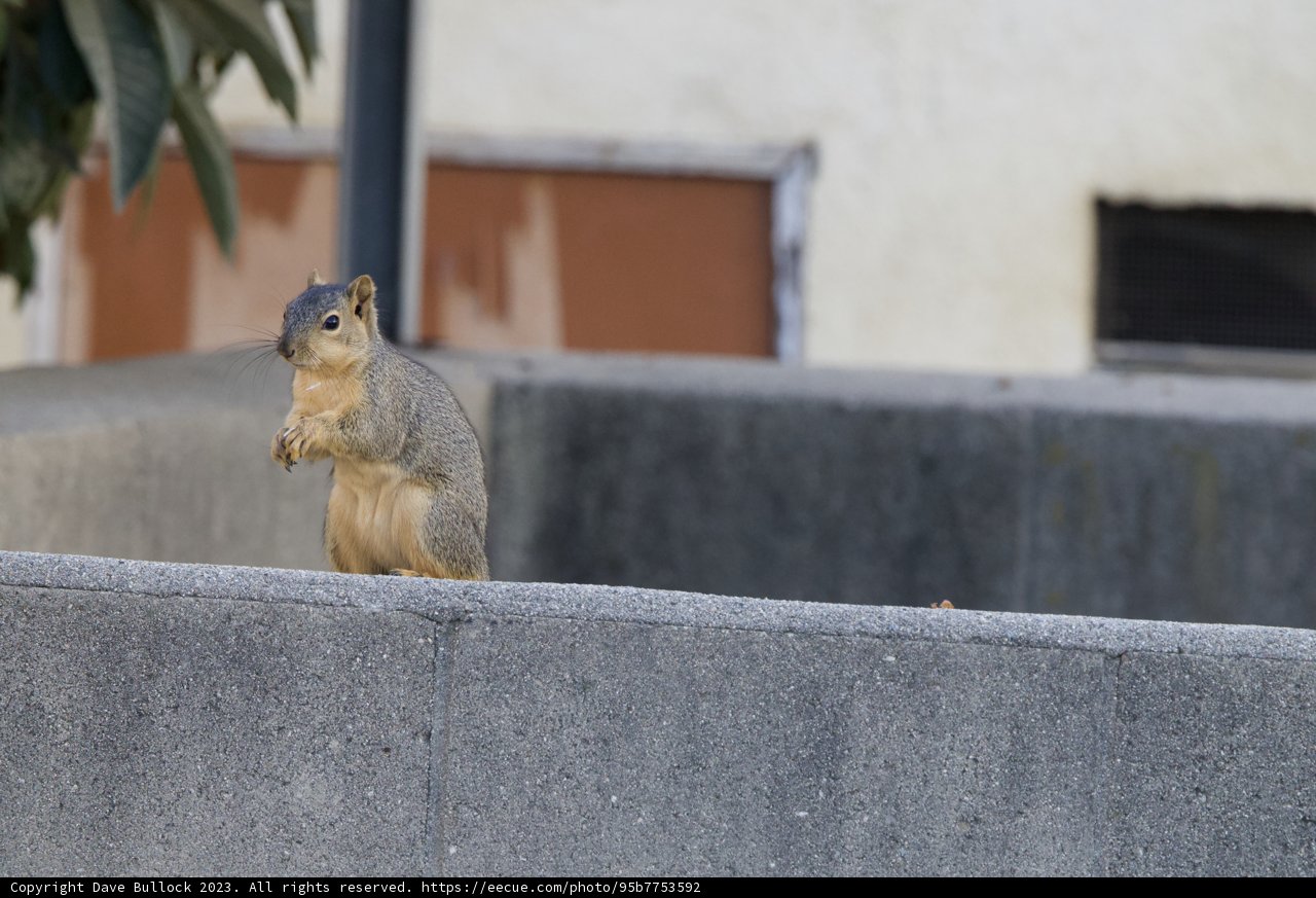 El Sereno's Watchful Squirrel