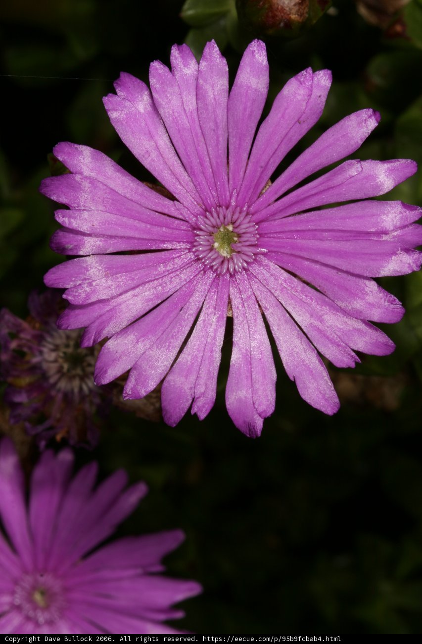 Purple Daisy Blossom