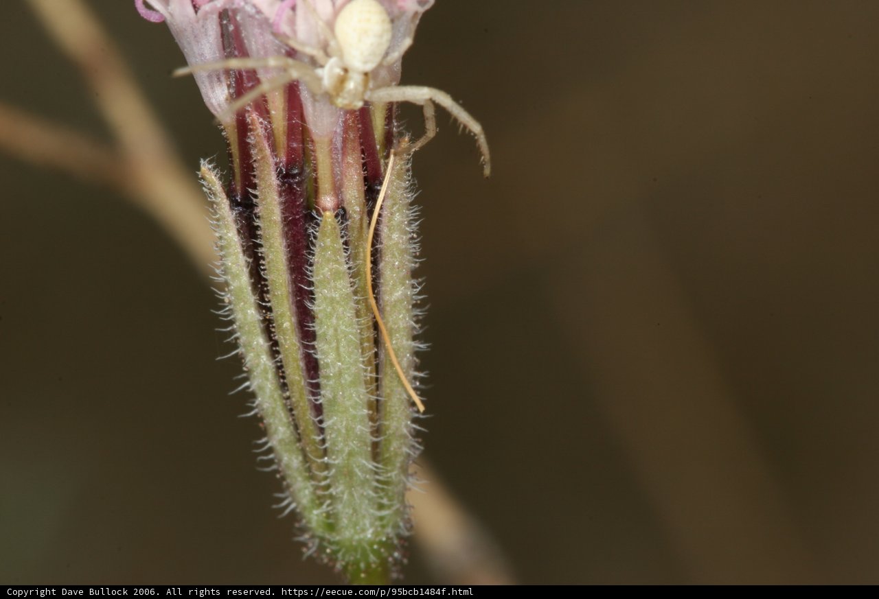 Spider on a Geranium