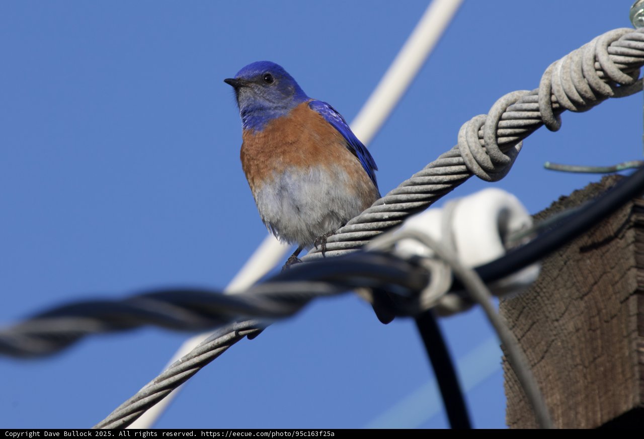 Perched in Blue Serenity