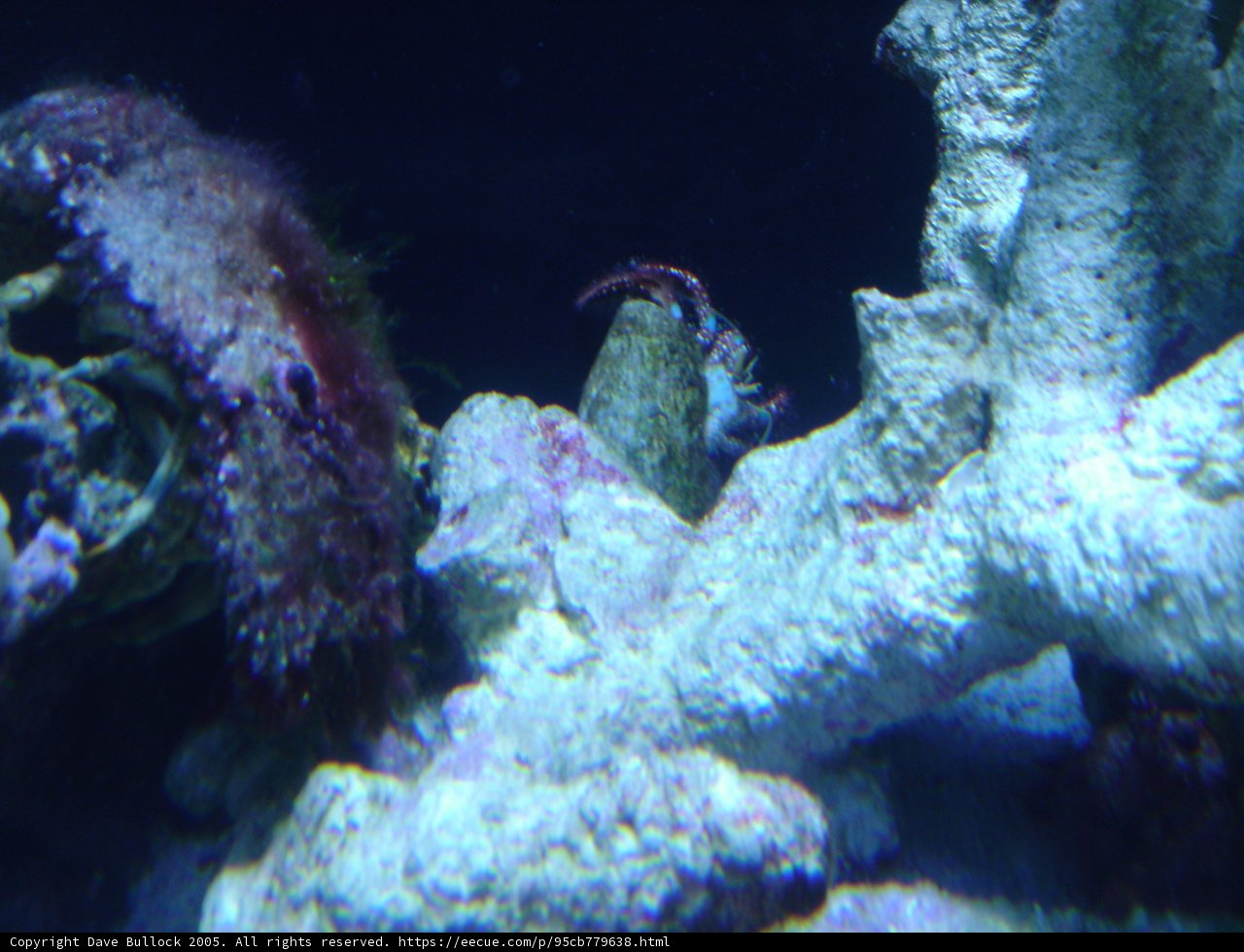 A Crab's Domain