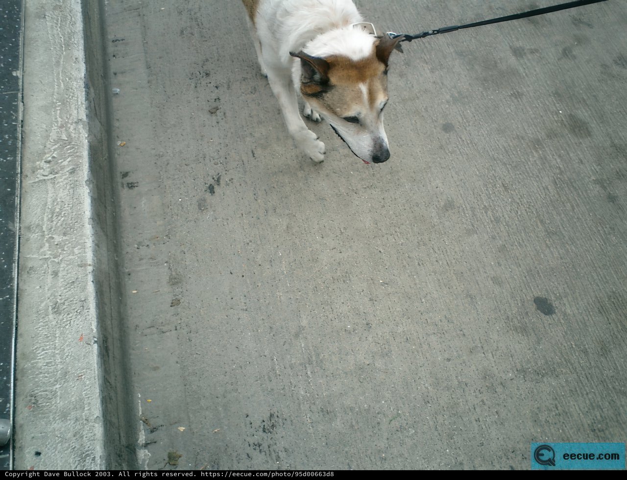 Leashed Hound on a Walk