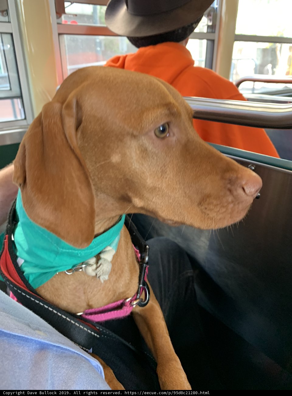 Commuting with my Canine Companion