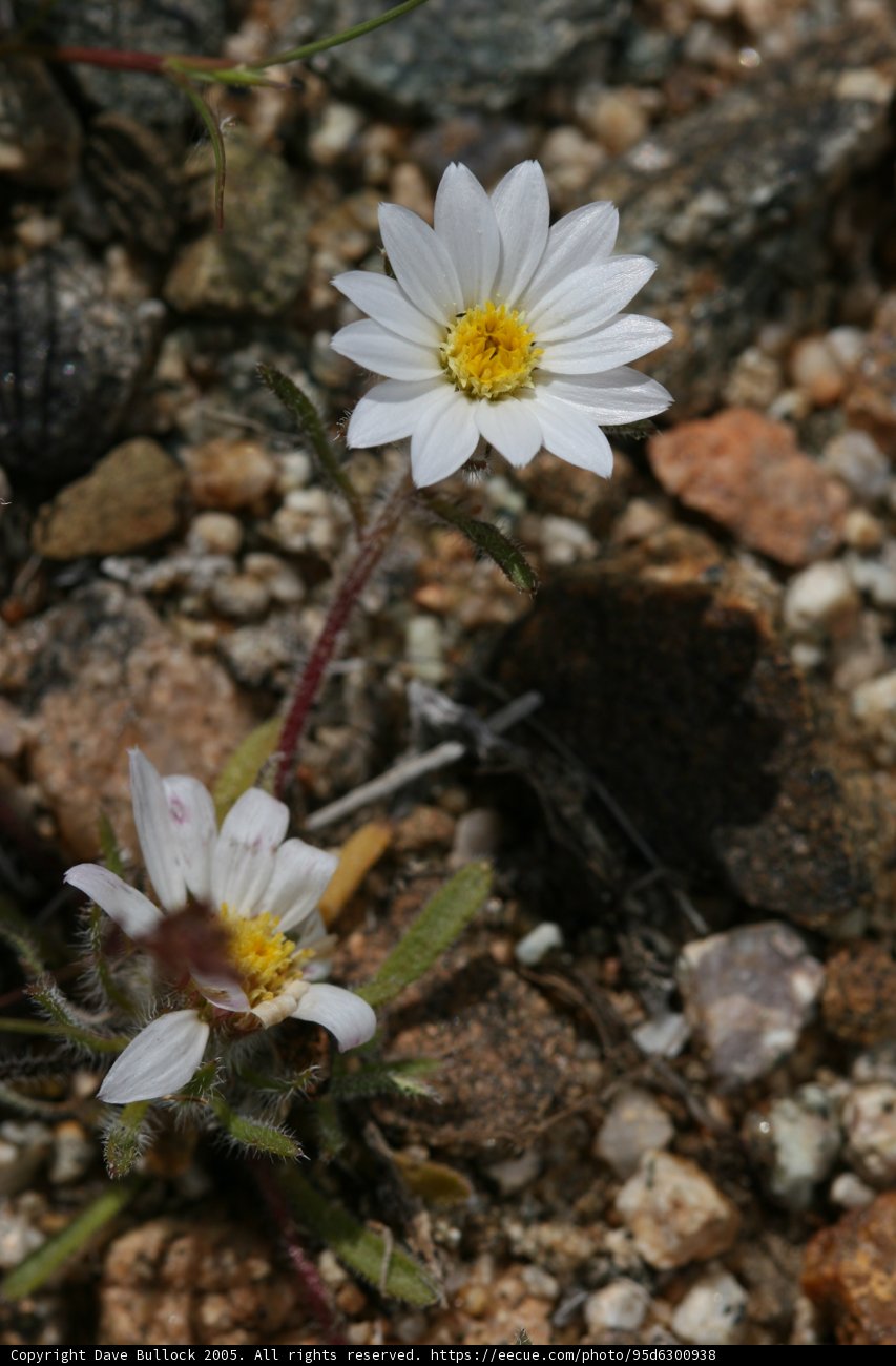 A Pair of Delicate Daisies
