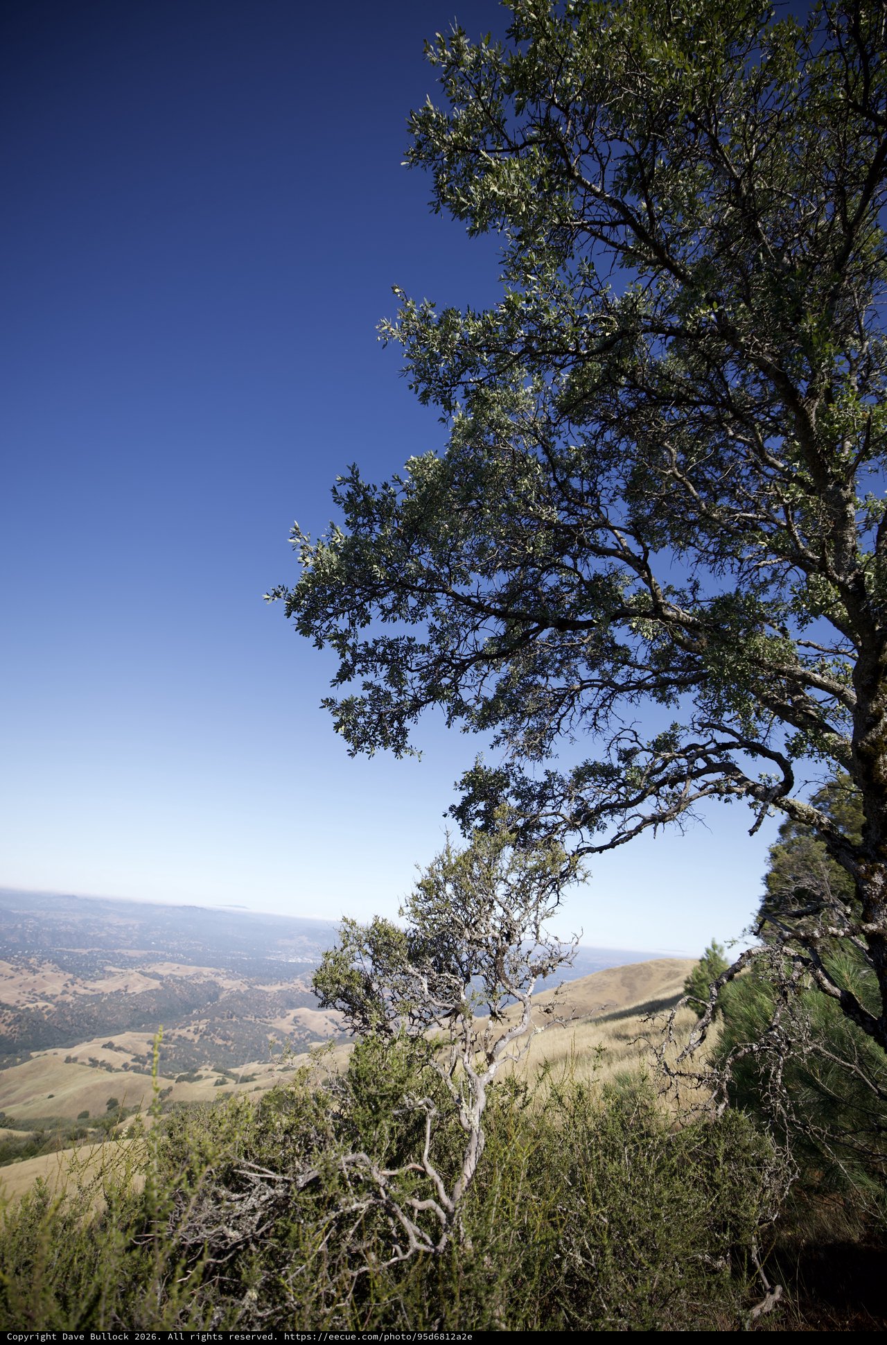 Oak Tree Silhouette Over California Valley Vista