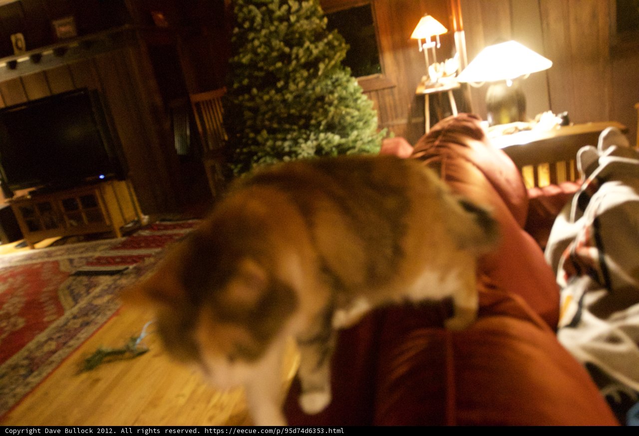 Cozy Cat on a Couch