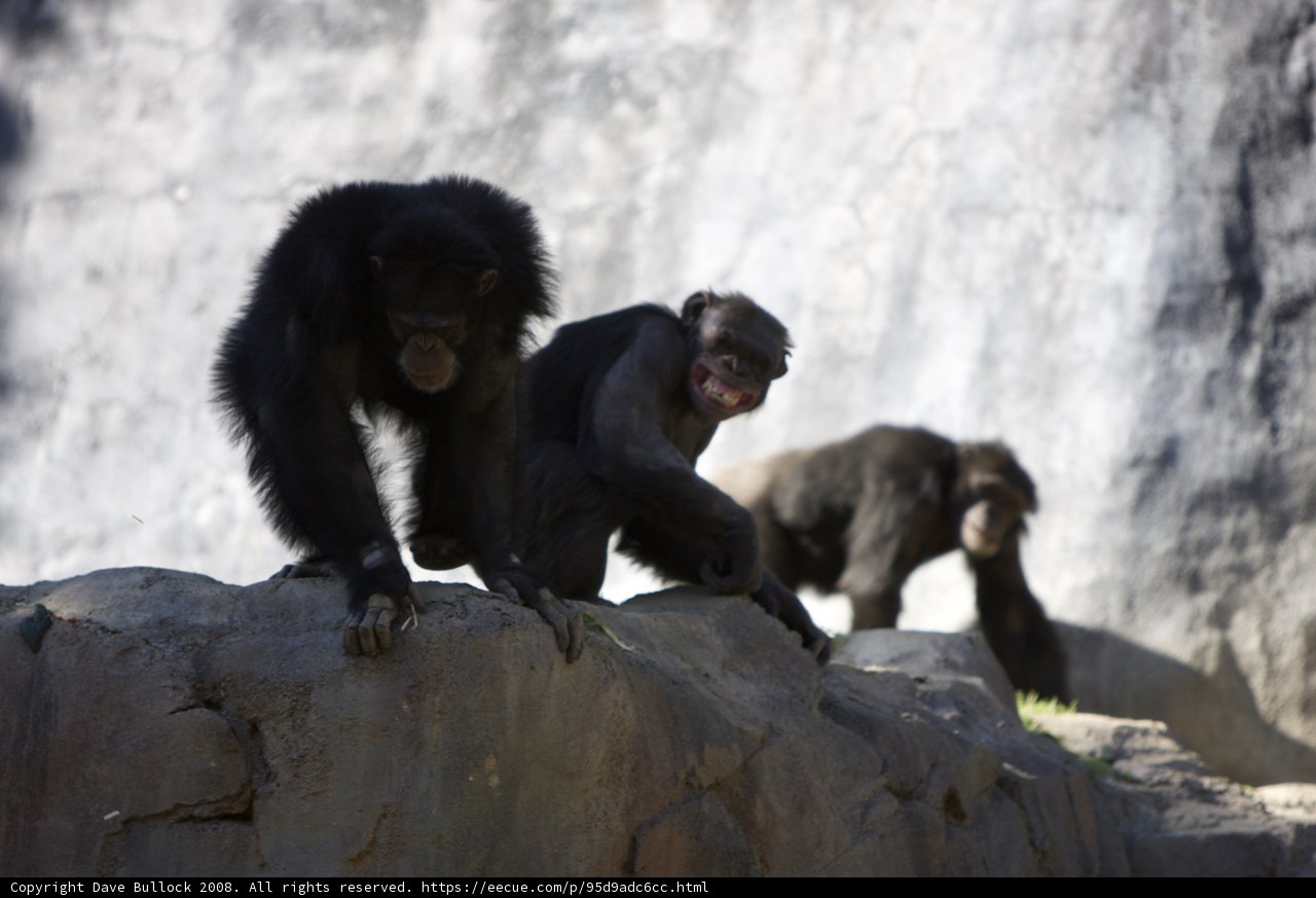Monkeying Around on the Rocks