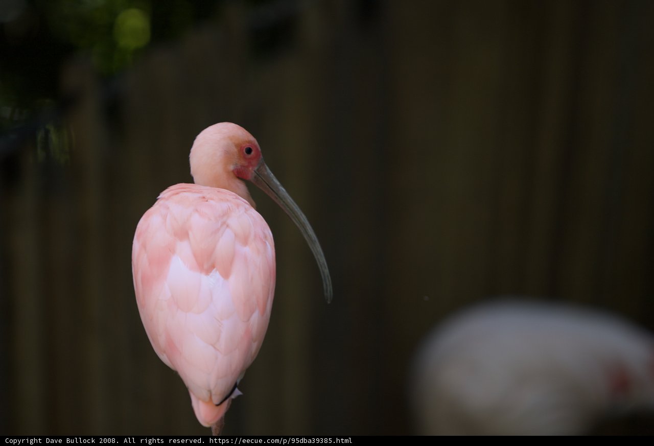 Pretty in Pink
