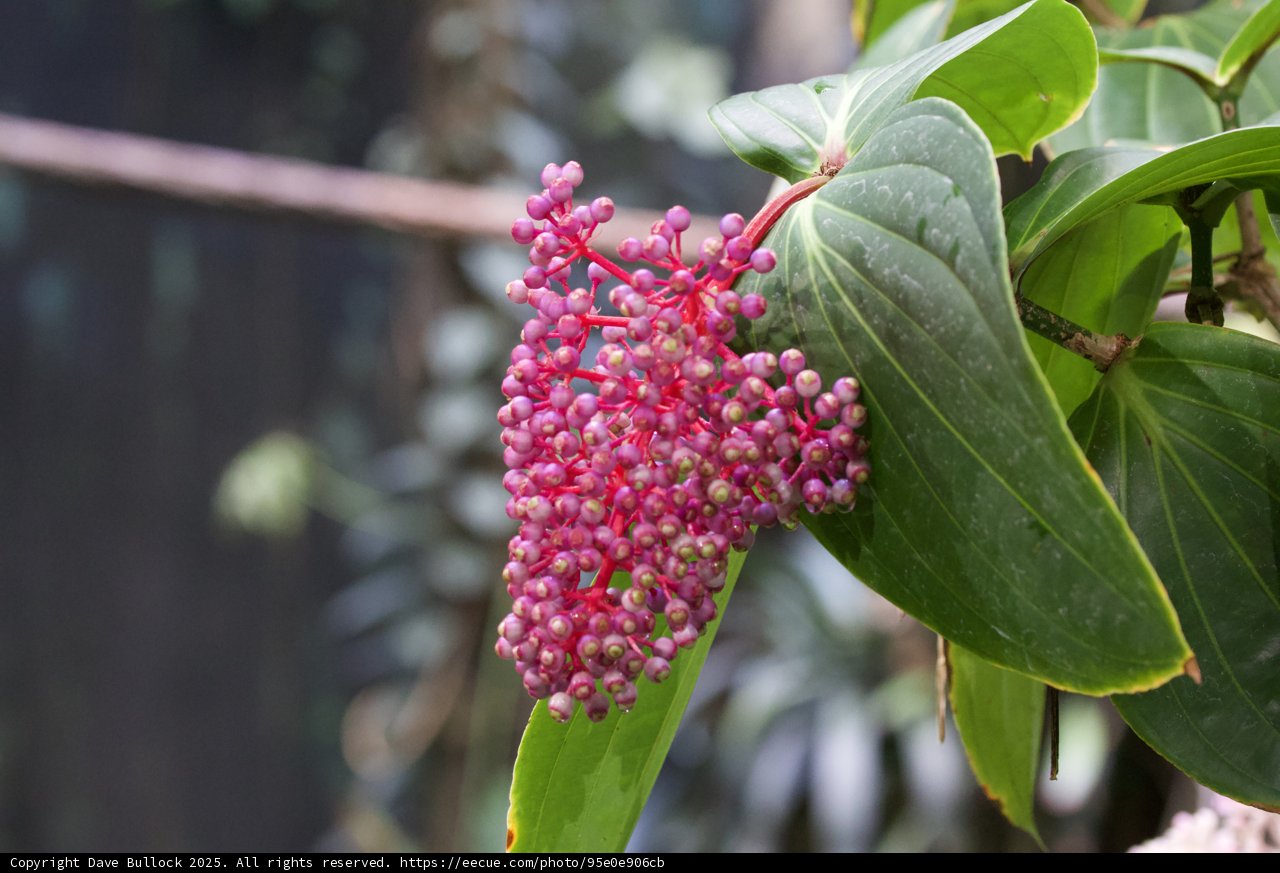 Nature's Elegance