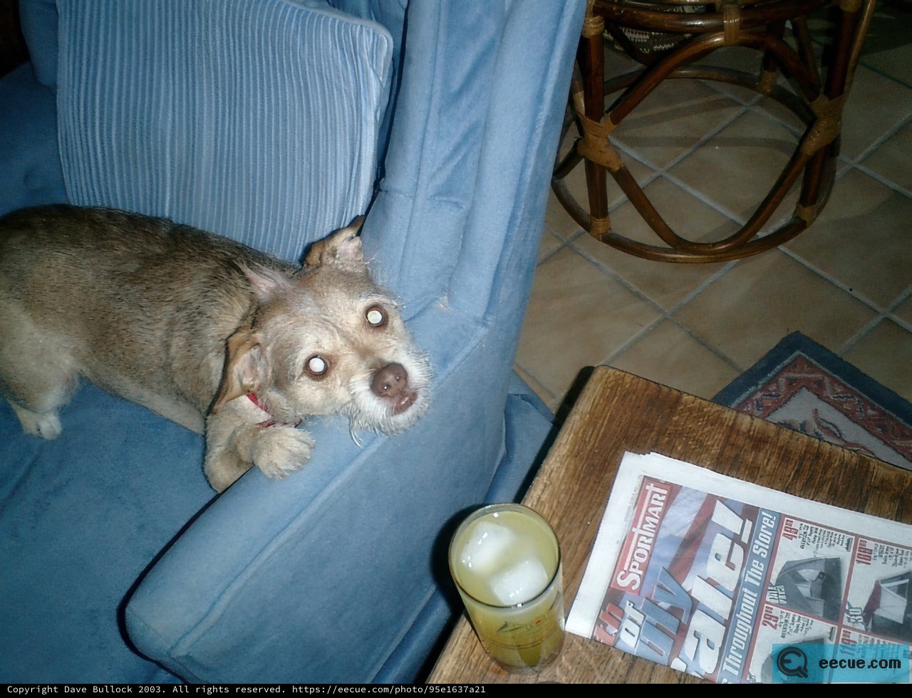 The Cozy Canine Cafe