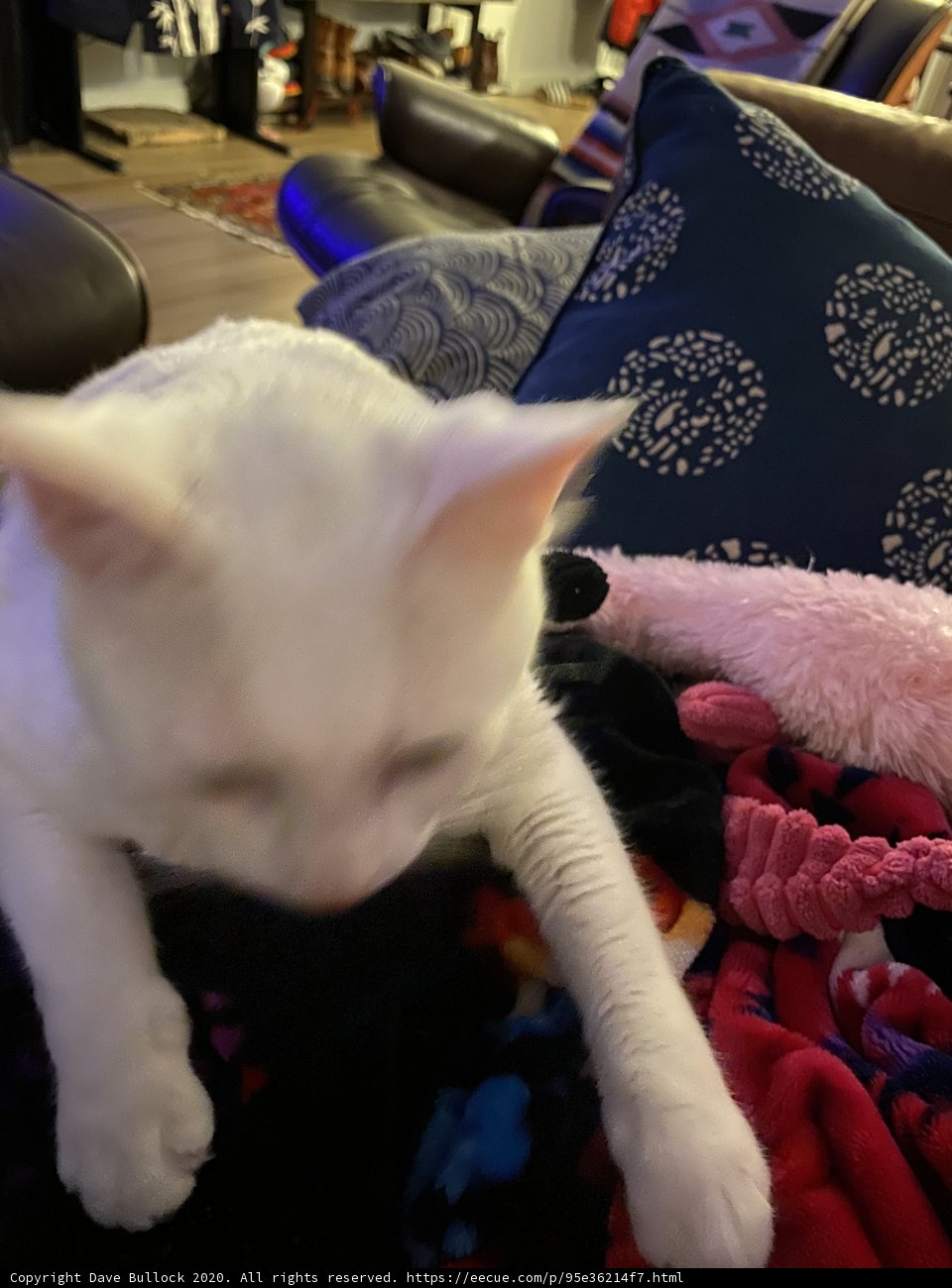 Cozy Cat Nap