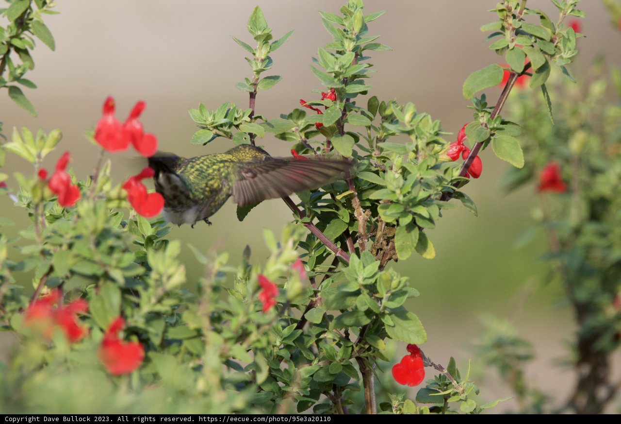 Hummingbird's Dance among the Geranium