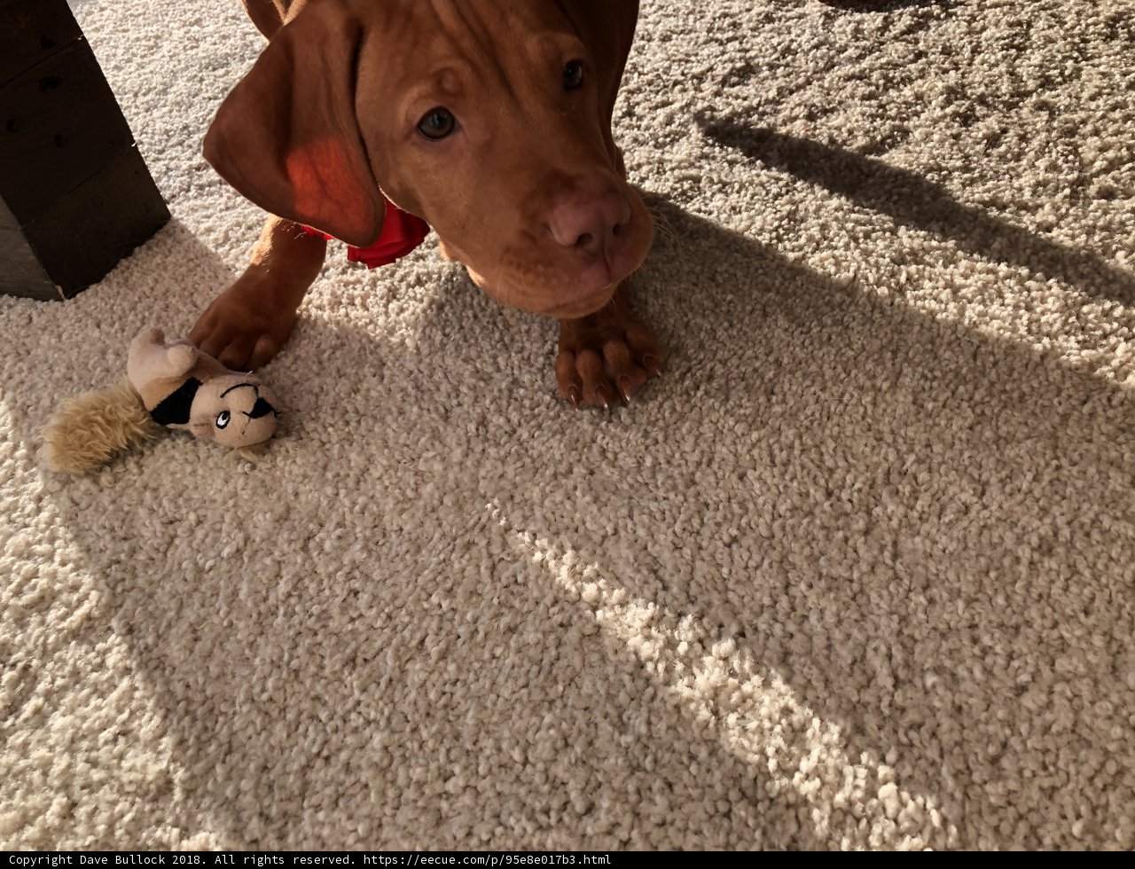 Playtime with a Furry Companion