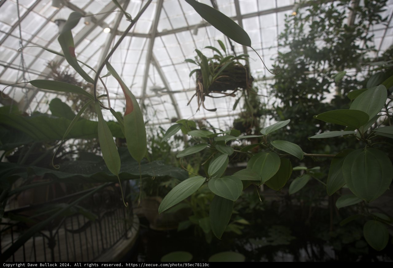 Enchanted Greenhouse: The Floral Heart of Golden Gate Park