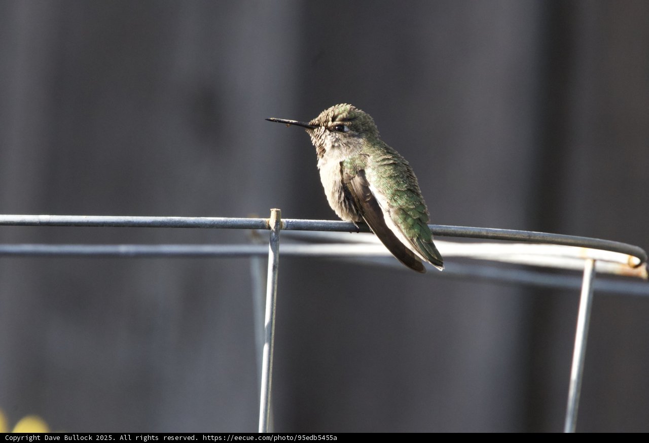 Perched Elegance