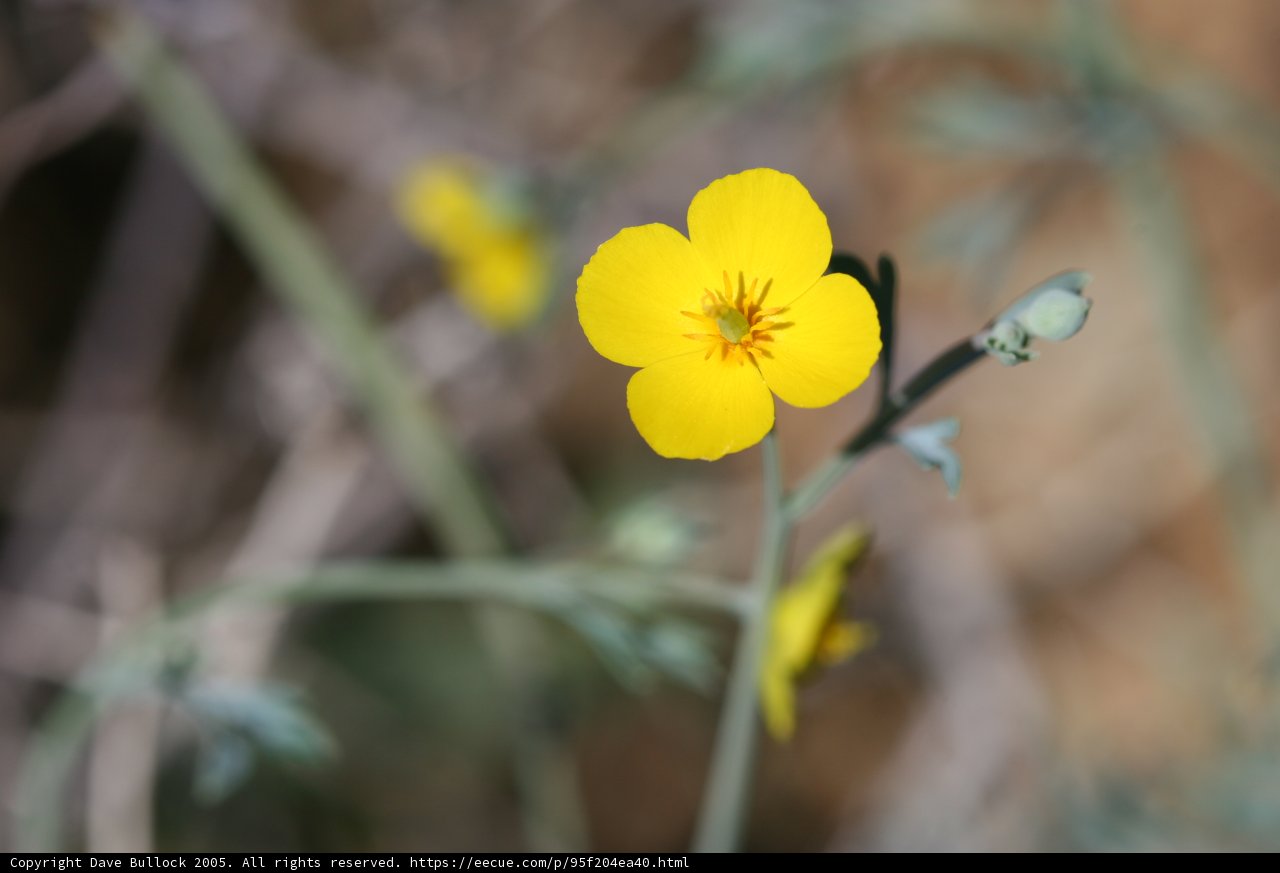 Sunny Bloom
