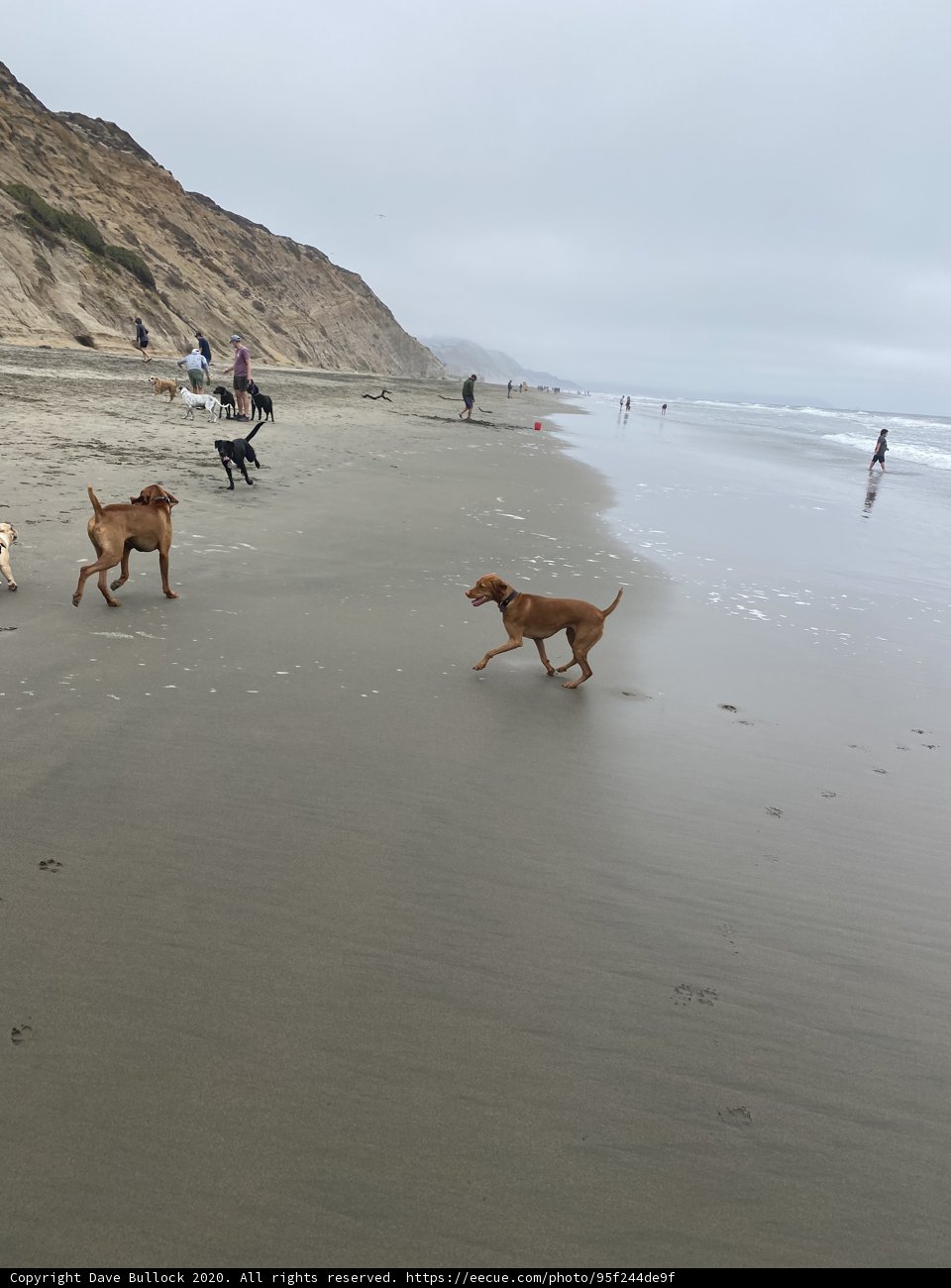 Four Dogs on a Beach Adventure