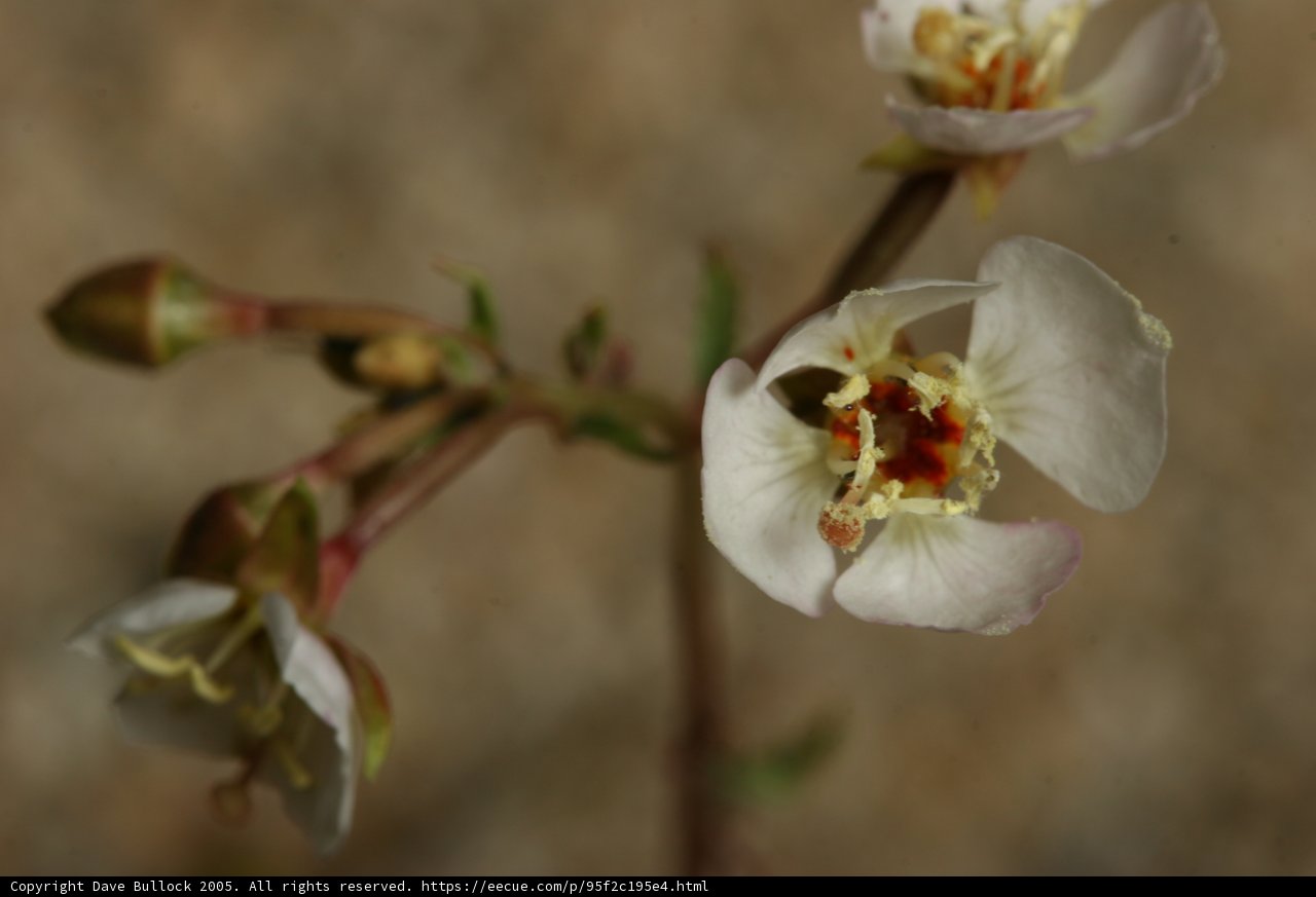 Beautiful White Flower with Red and Yellow Petals