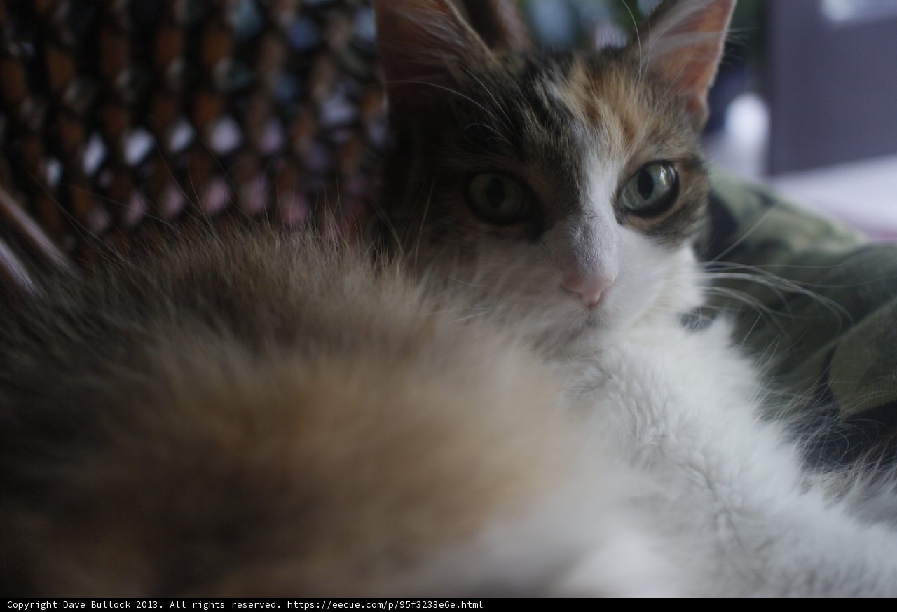 Feline Focus