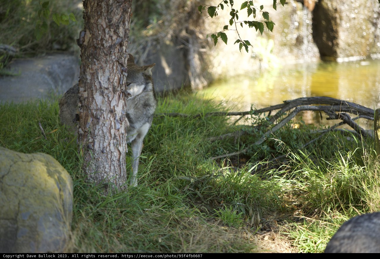 The Majestic Lone Wolf of San Francisco Zoo