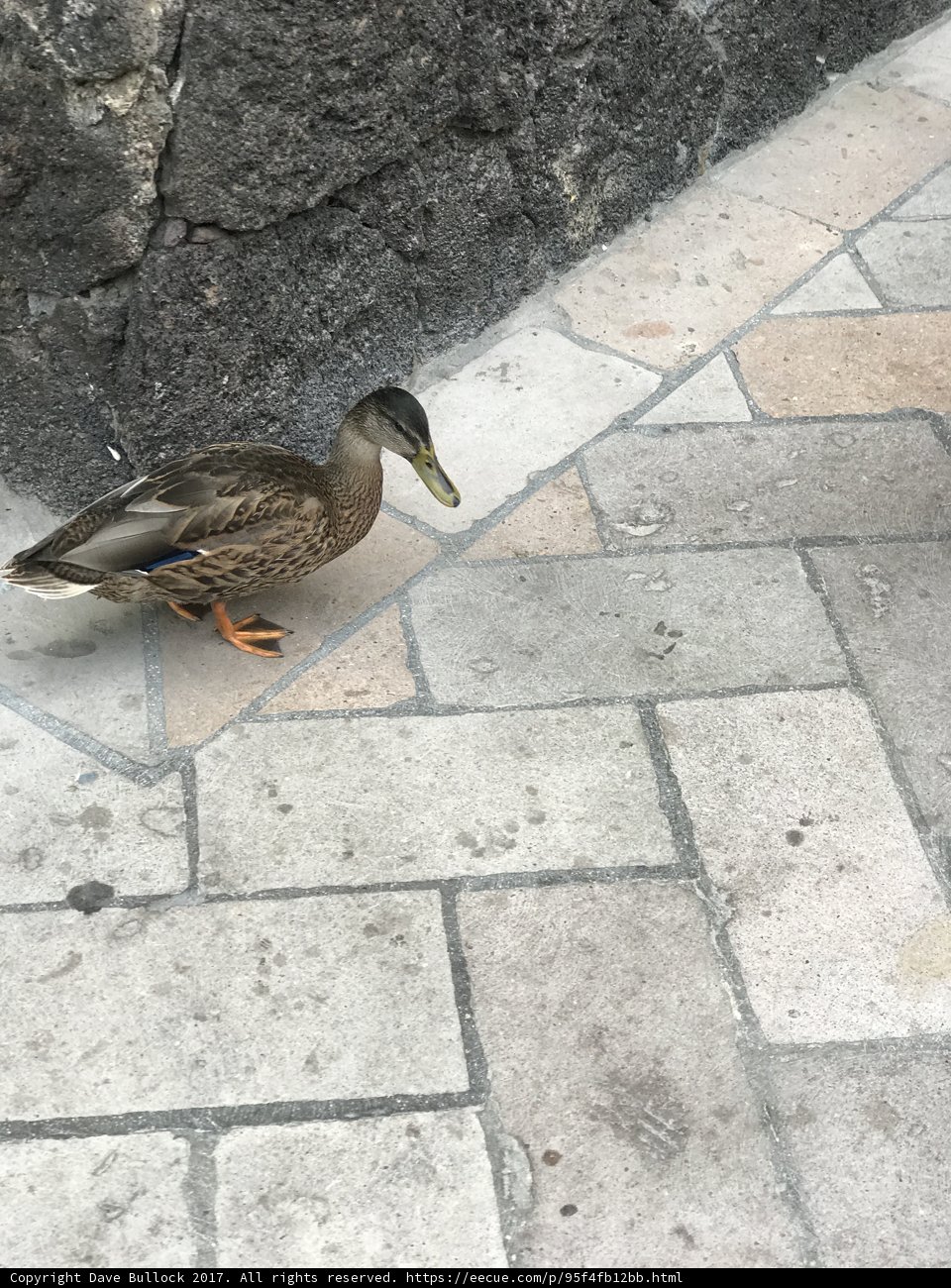 Duck's Walkway Adventure