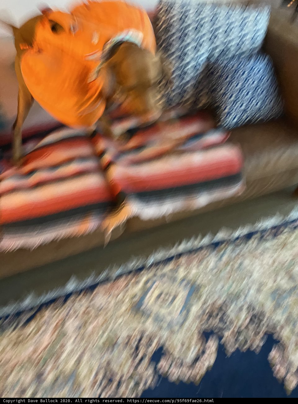 The Fashionable Canine